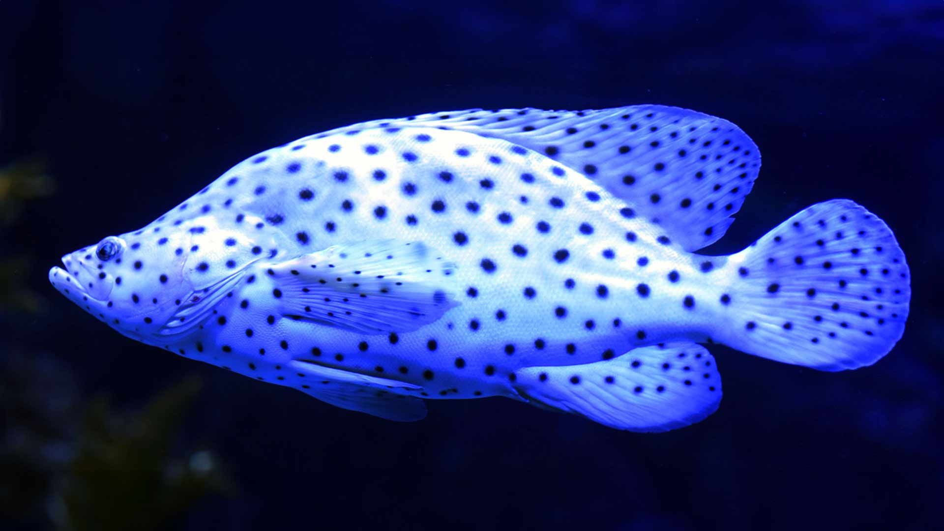 Humpback Grouper