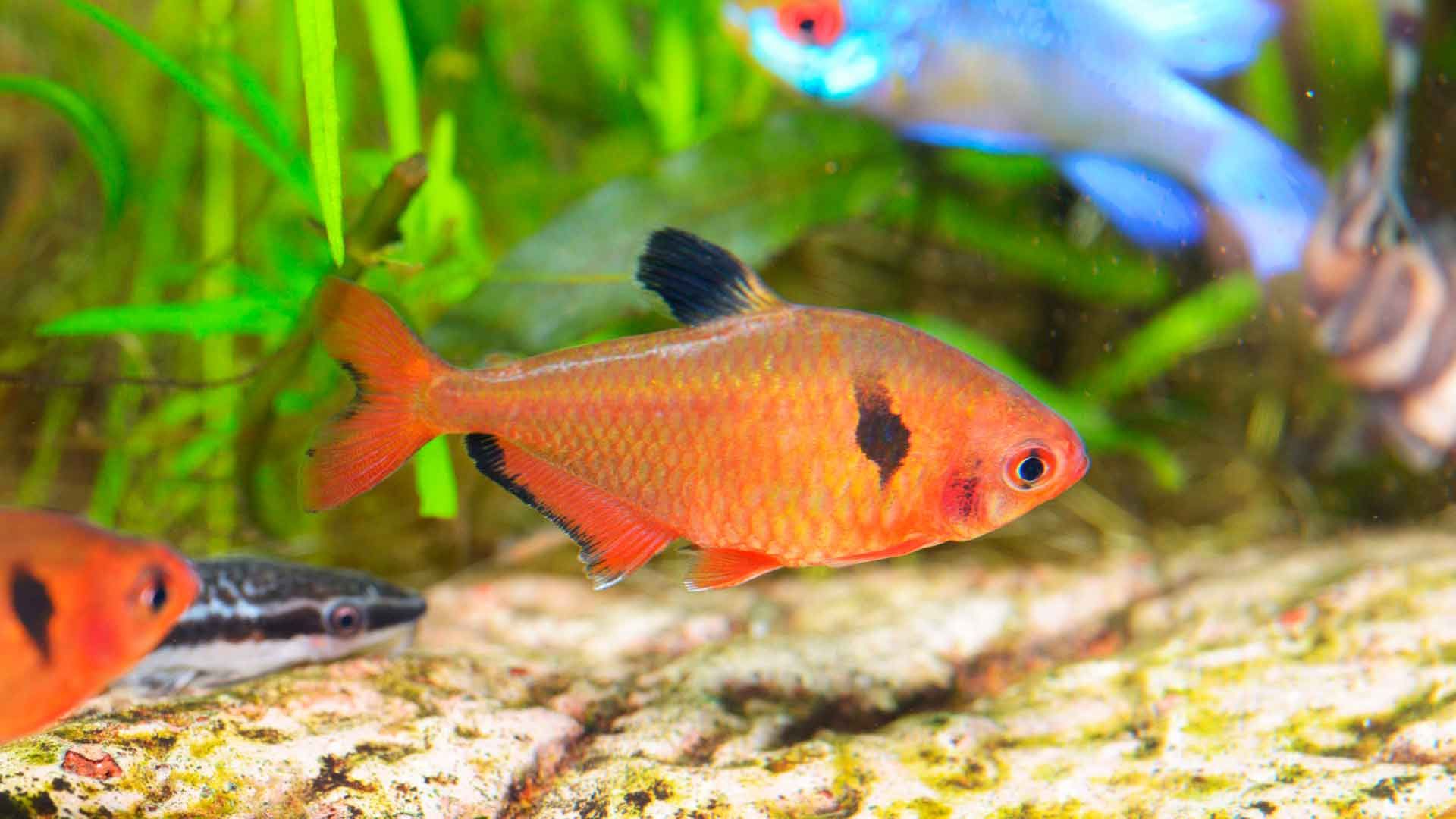 Tetra Rojo