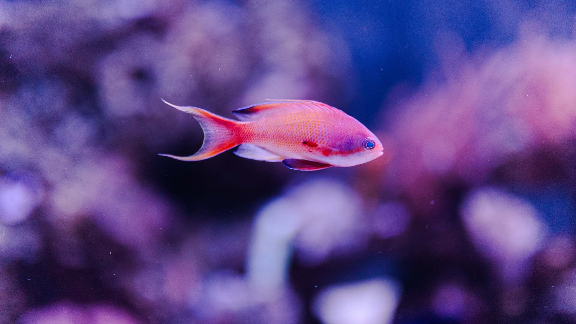 Anthias cola de lira Poema Del Mar Acuario Gran Canaria