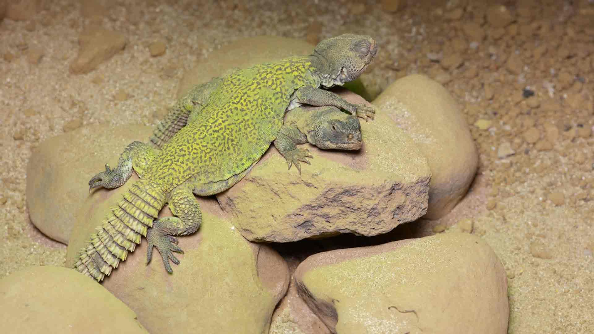 Spiny Tailed Lizard