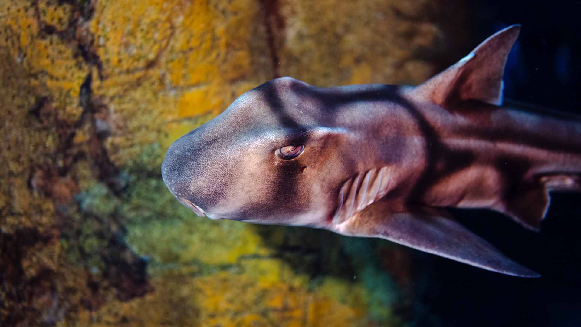 Port Jackson shark Poema Del Mar Aquarium Gran Canaria