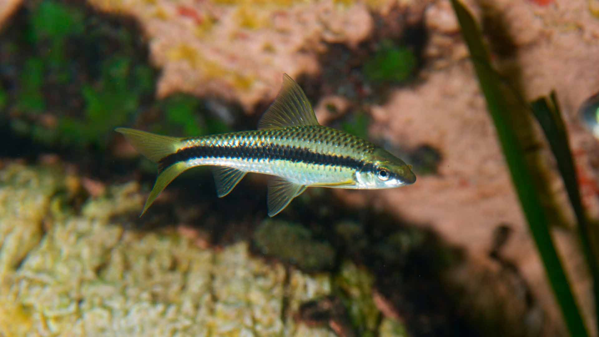 Schönflossige Rüsselbarbe Poema del Mar Aquarium Gran Canaria