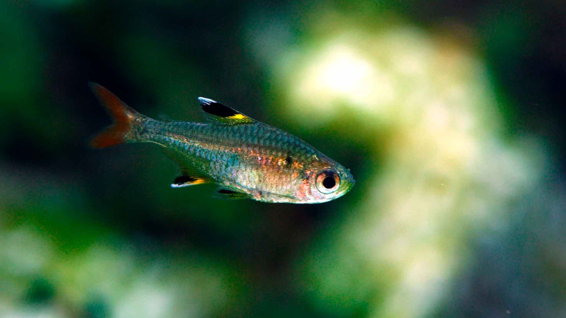 X Ray Tetra