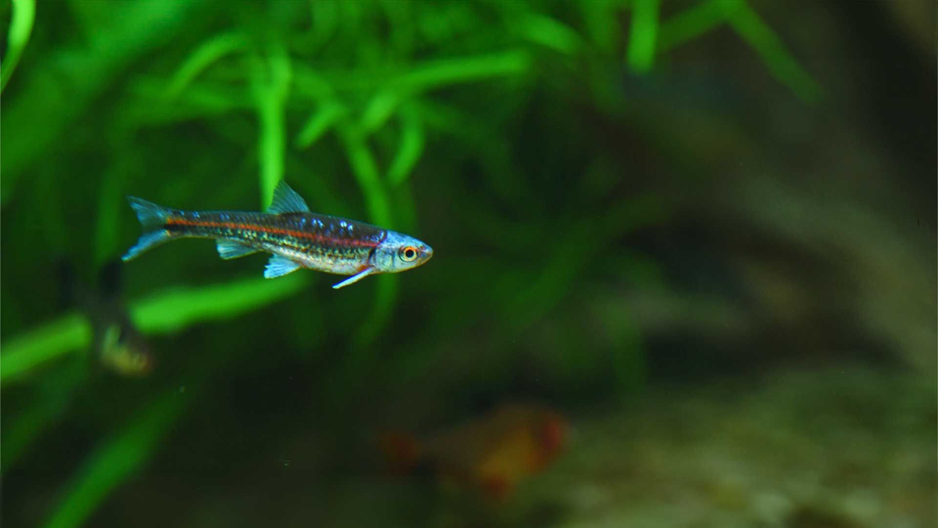 Rainbow Shiner