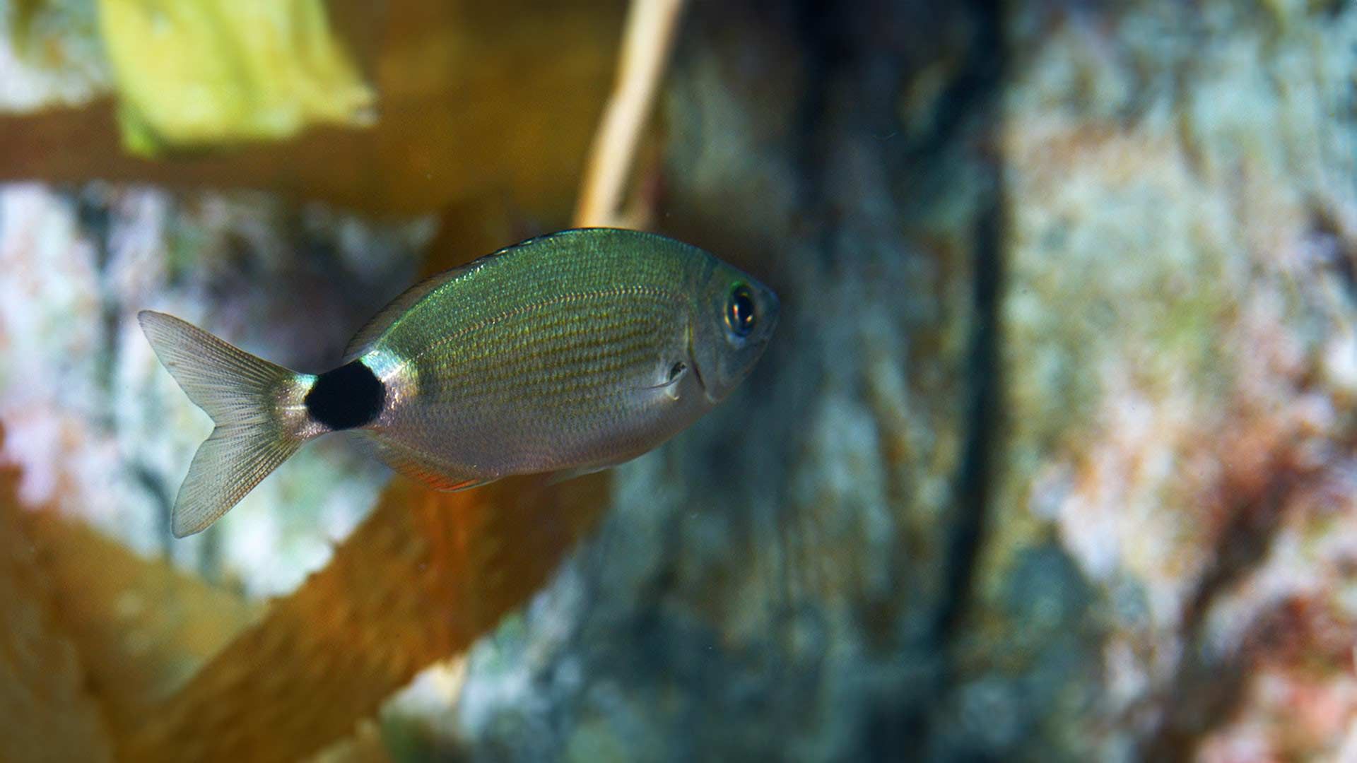 Saddled Seabream