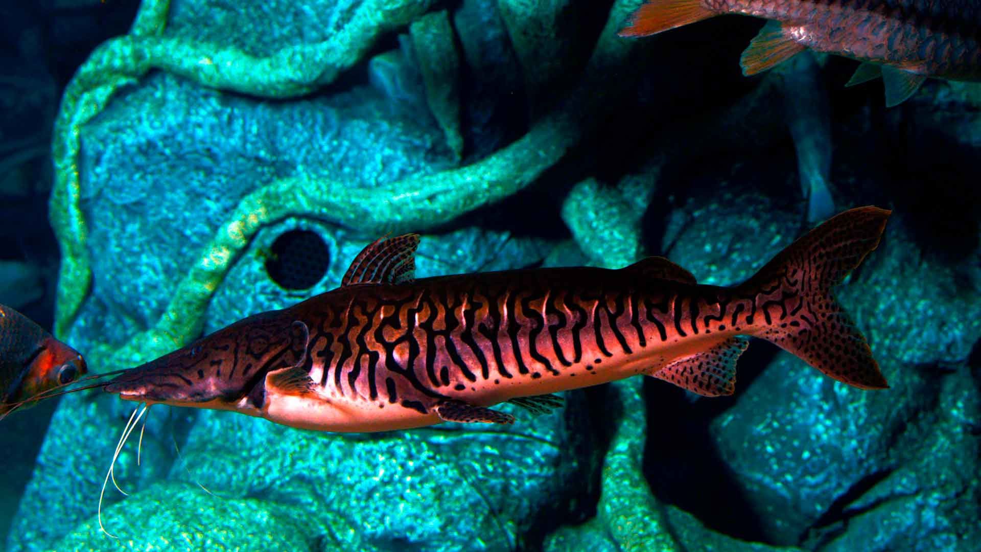 Tiger Shovelnose Catfish