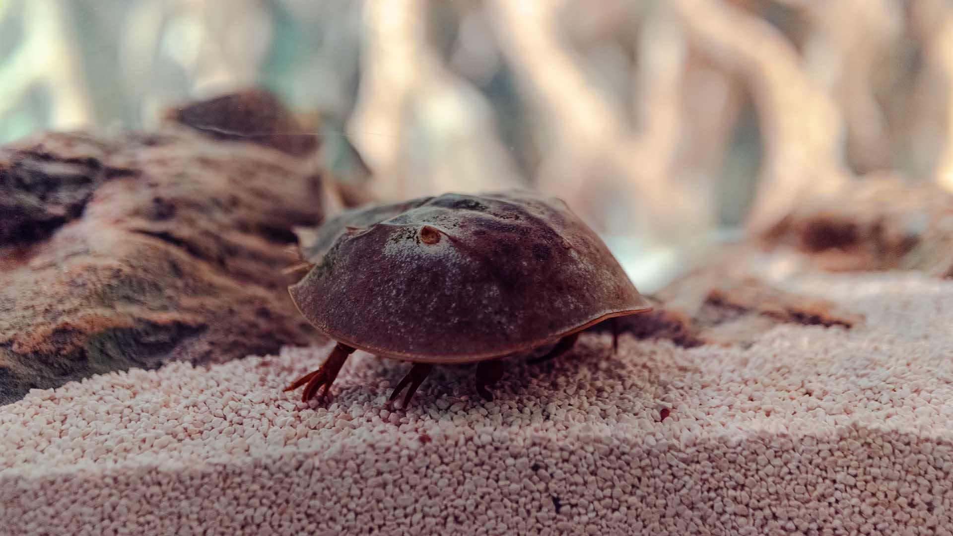 Atlantischer pfeilschwanzkrebs Poema Del Mar Aquarium Gran Canaria