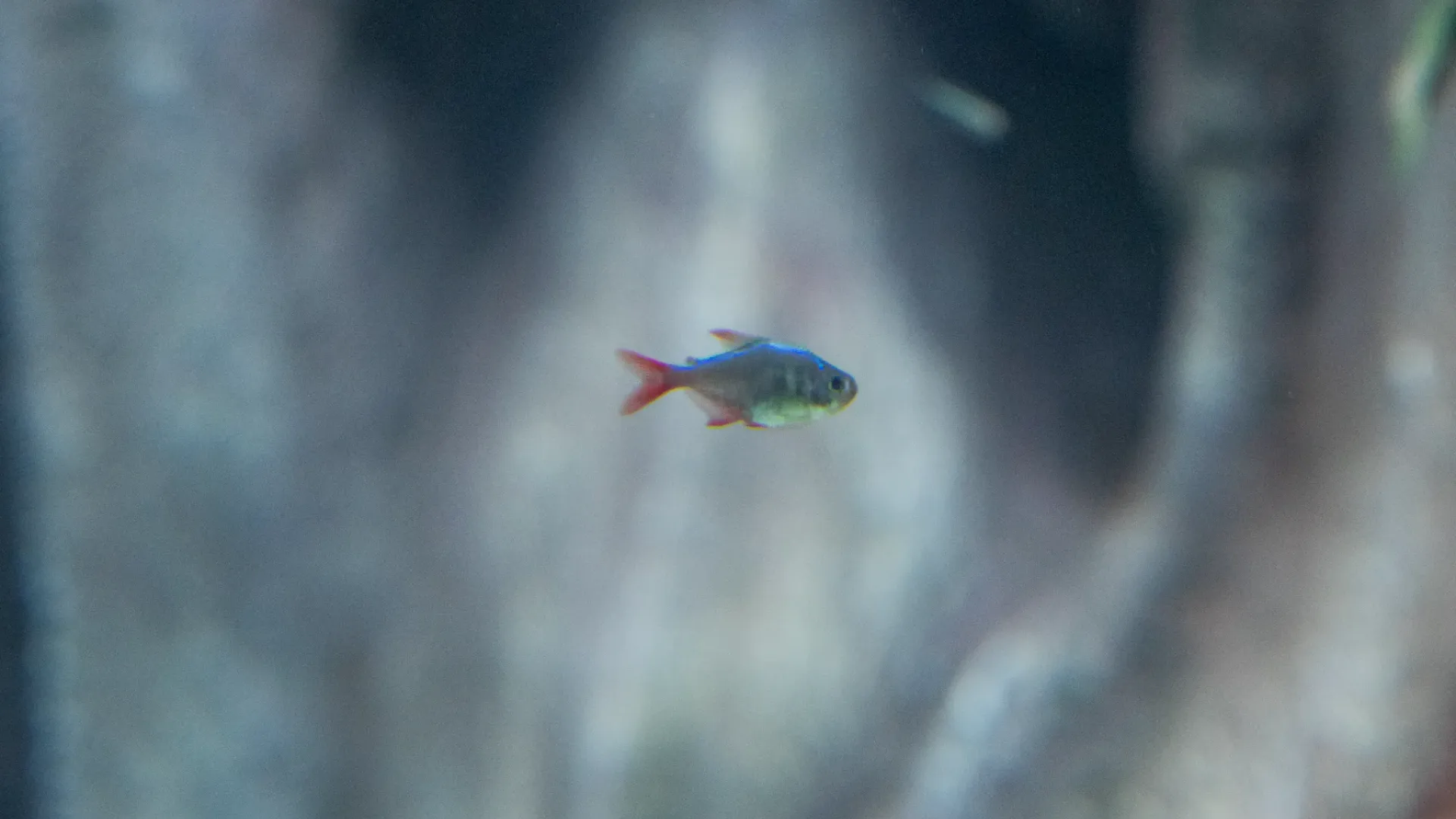 Pez Tetra Colombiano