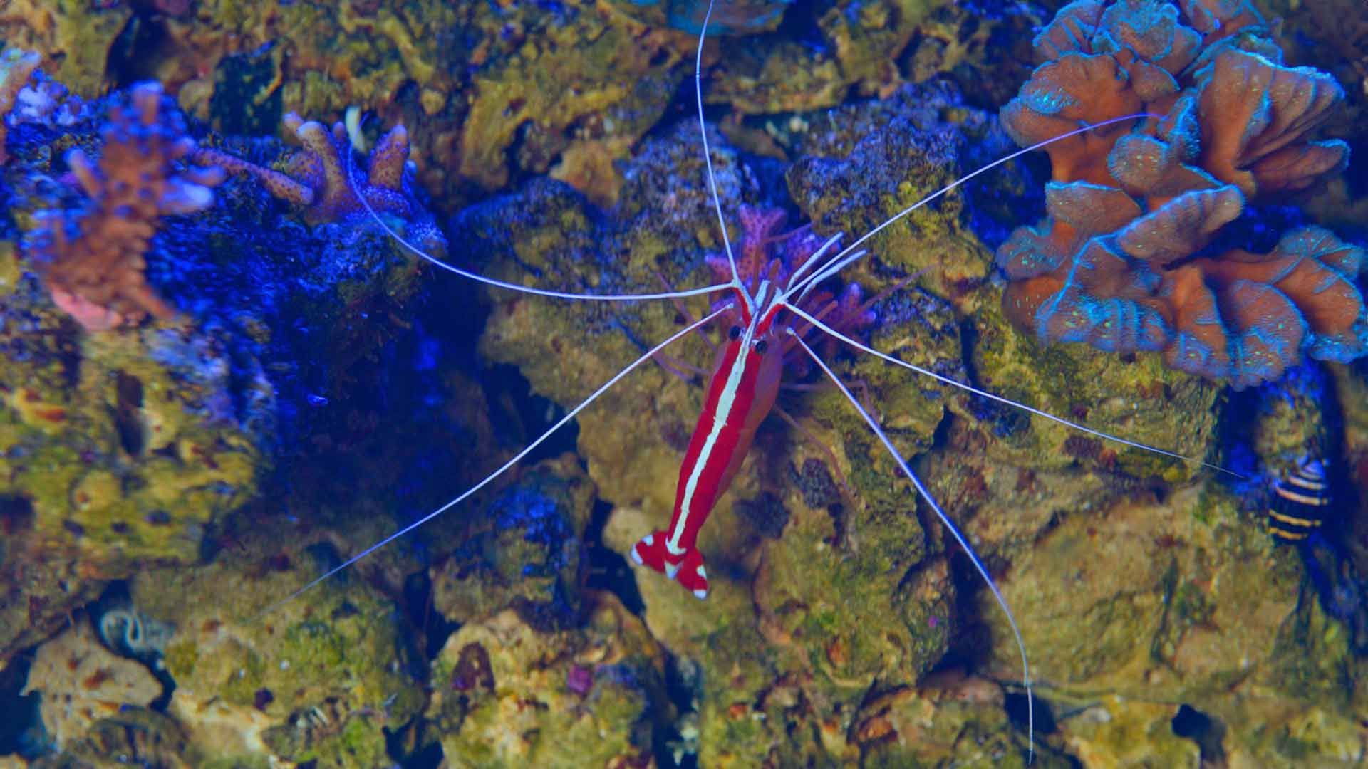 Camarón Limpiador Escarlata