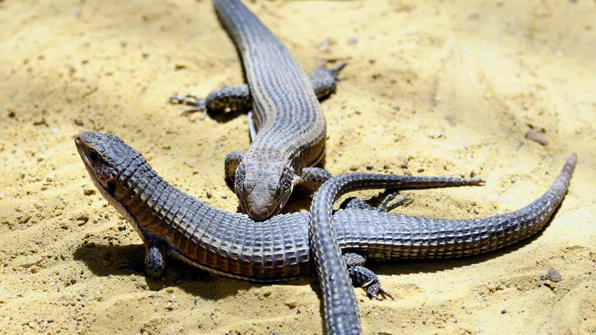 Lagarto Plateado de Sudán