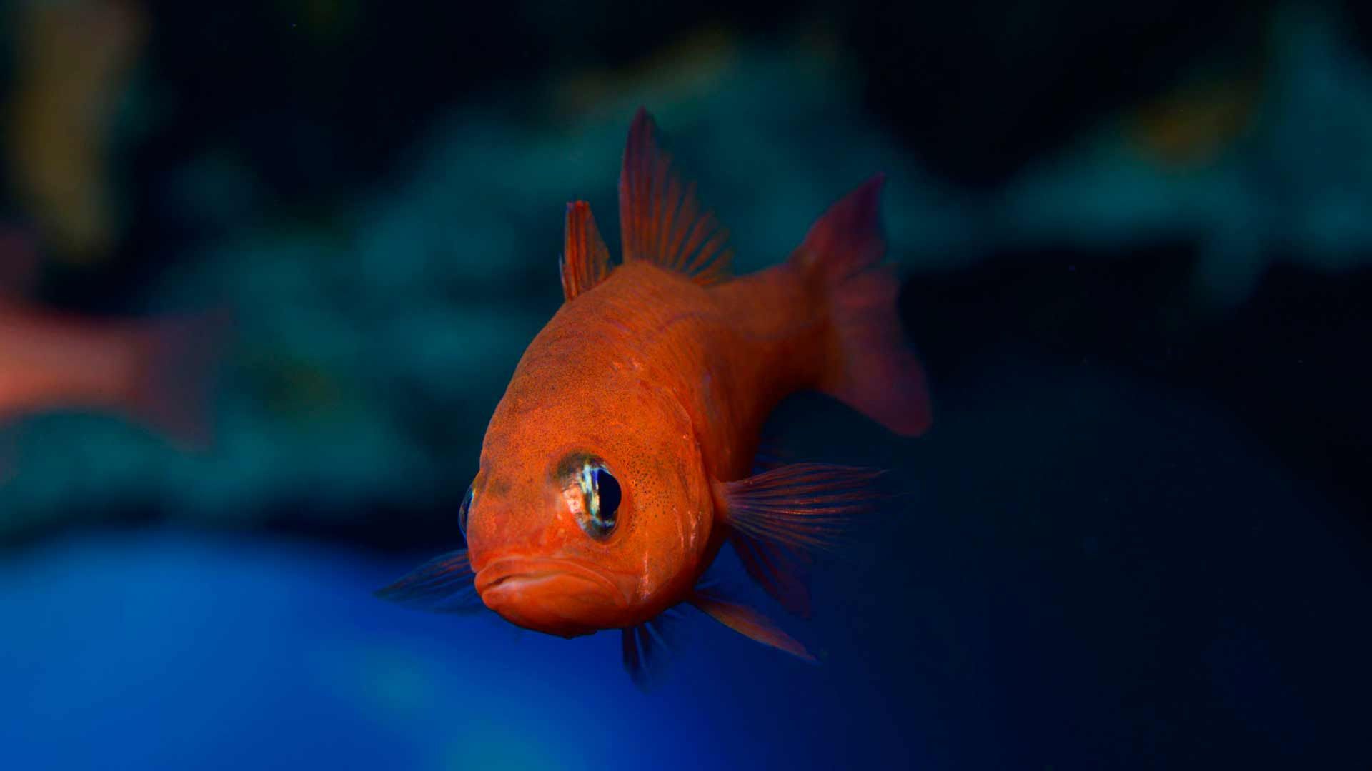 Cardinal Fish