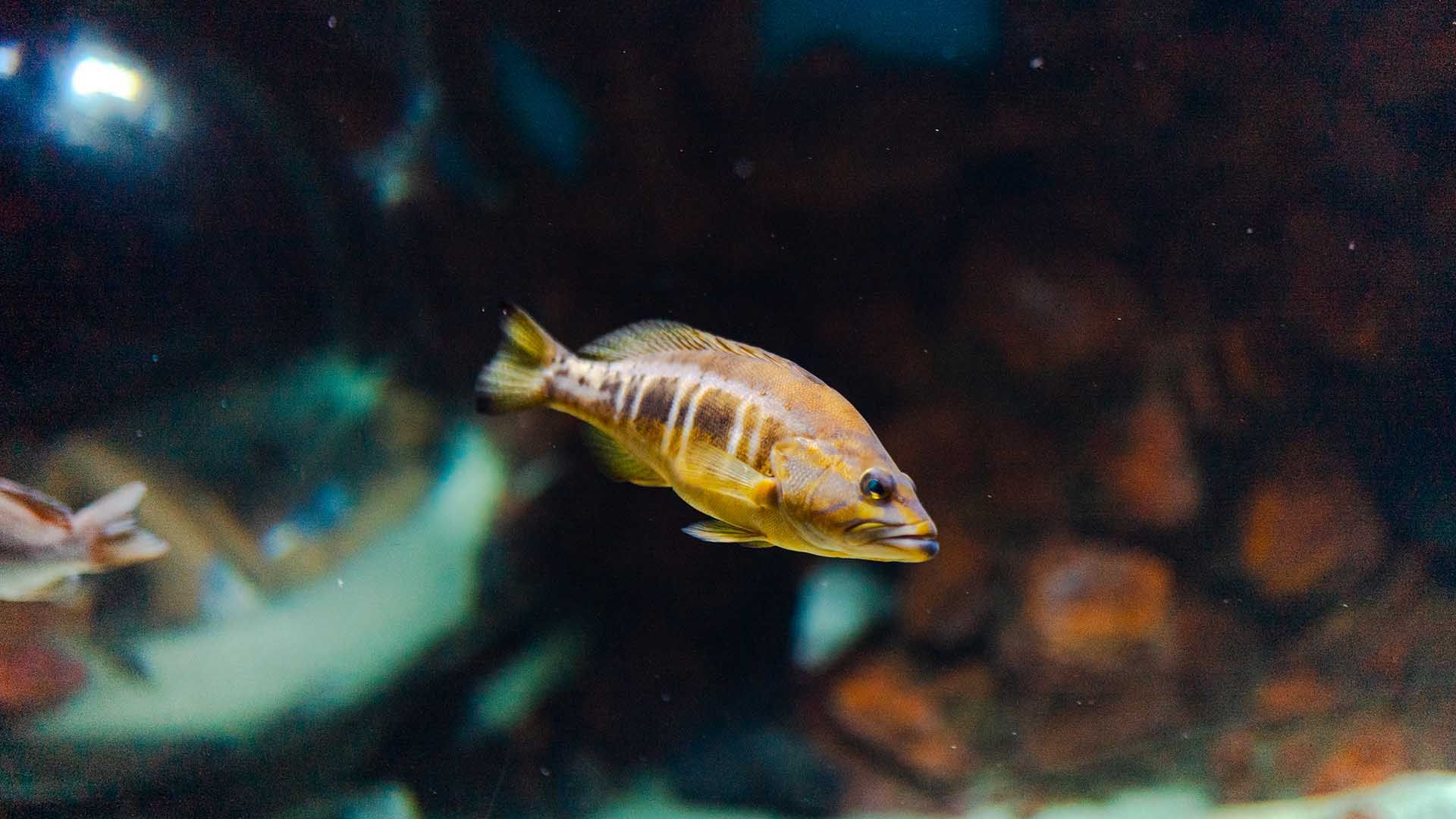 Schriftbarsch Poema Del Mar Aquarium Gran Canaria