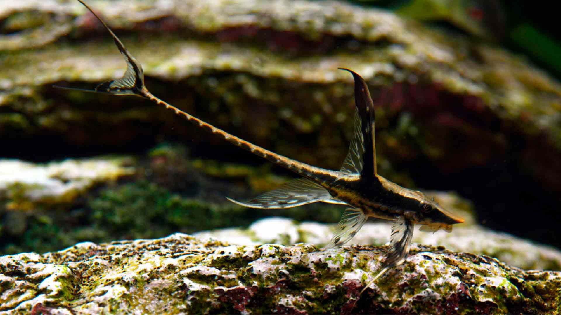 Twig Catfish