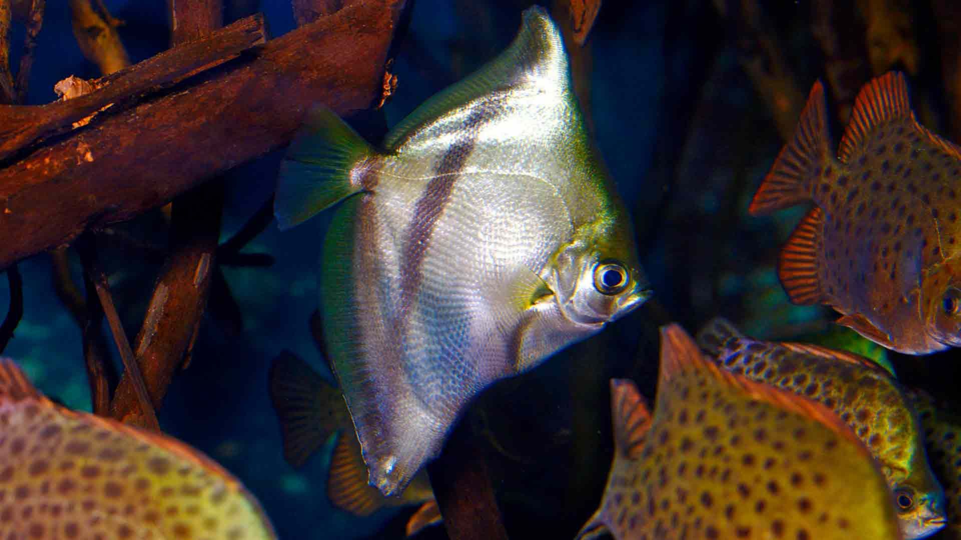 African Moonfish Poema Del Mar Aquarium Gran Canaria