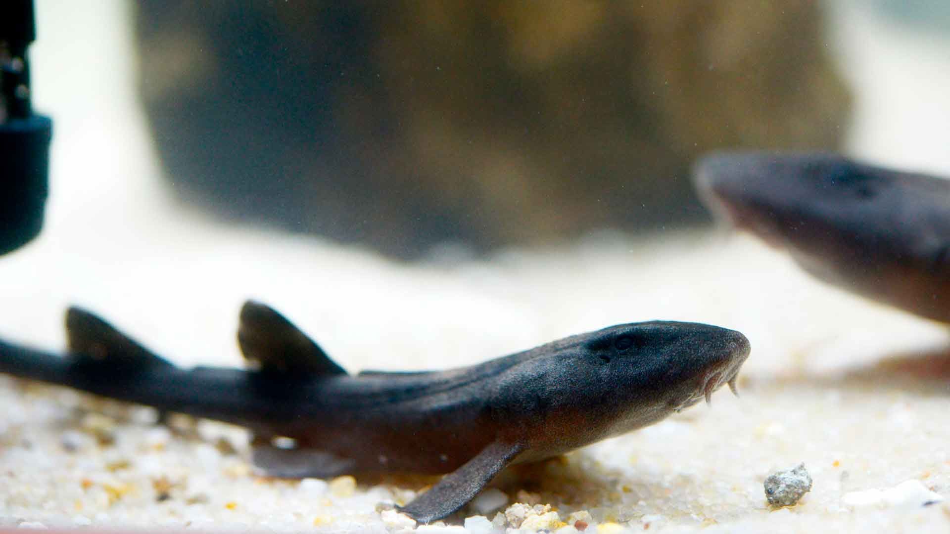 Braungebänderter Bambushai Poema Del Mar Aquarium Gran Canaria