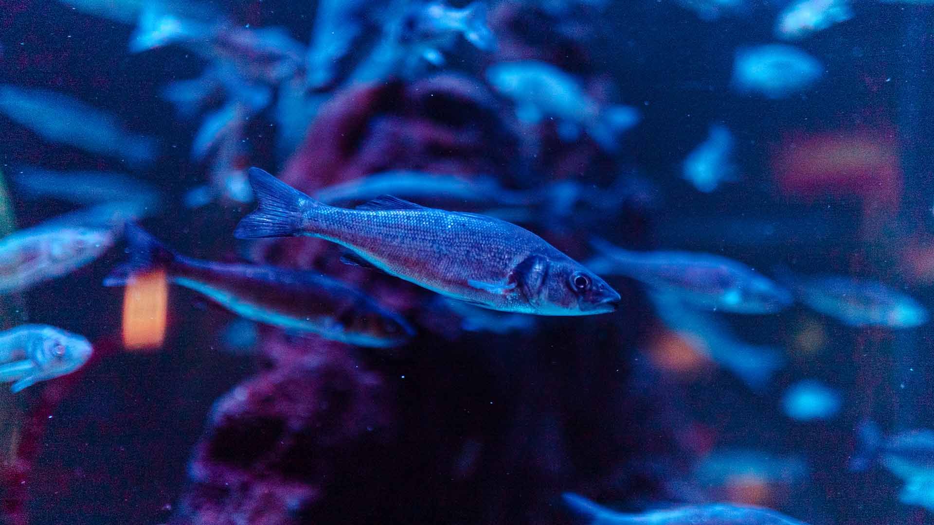 Europäischer Wolfsbarsch Poema Del Mar Aquarium Gran Canaria