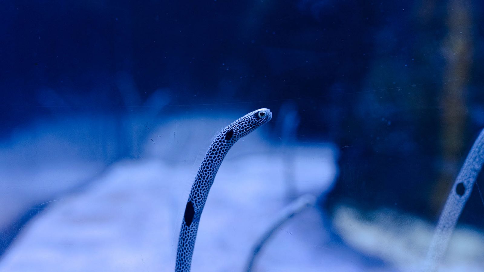 Spotted Garden Eel  (Heteroconger hassi)