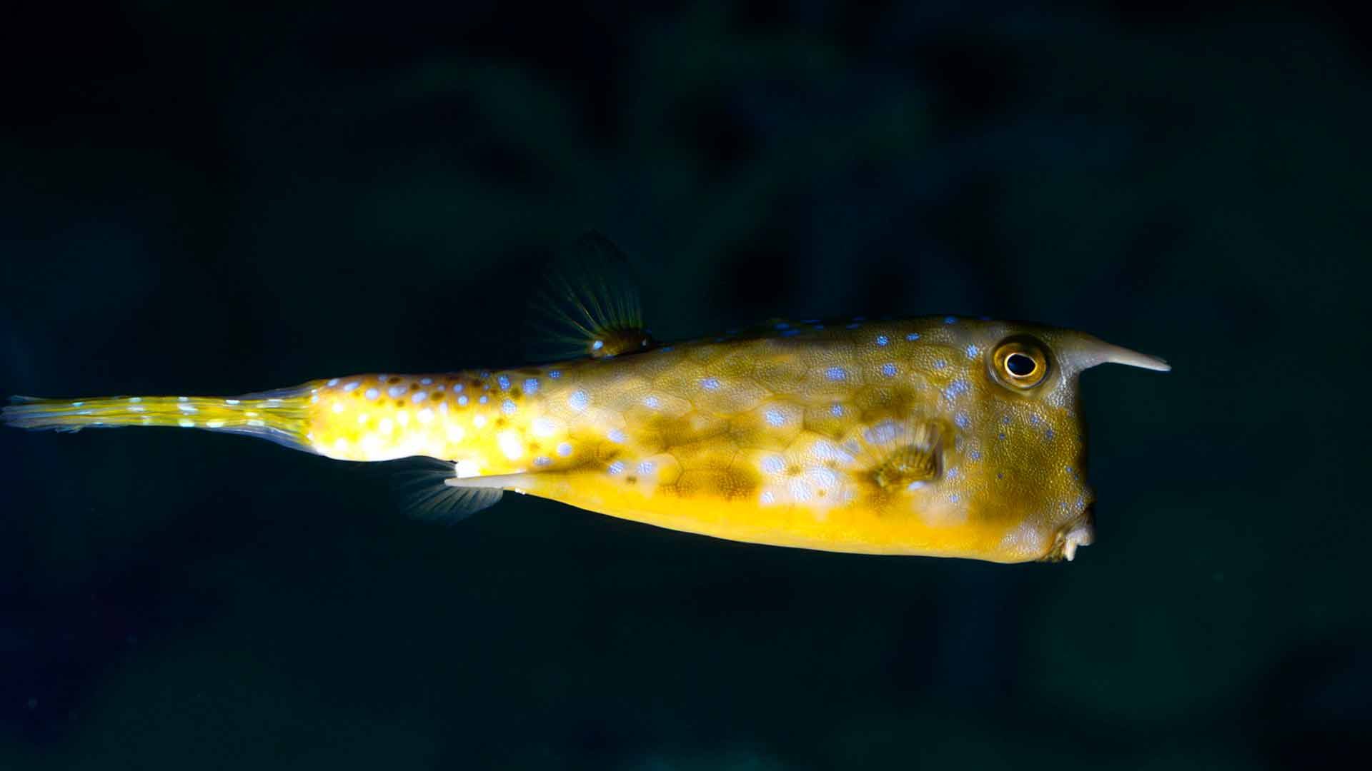 Longhorn Crowfish