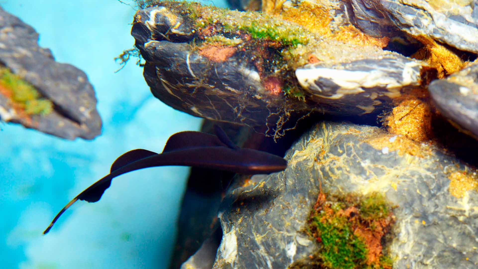 Black Ghost Knifefish