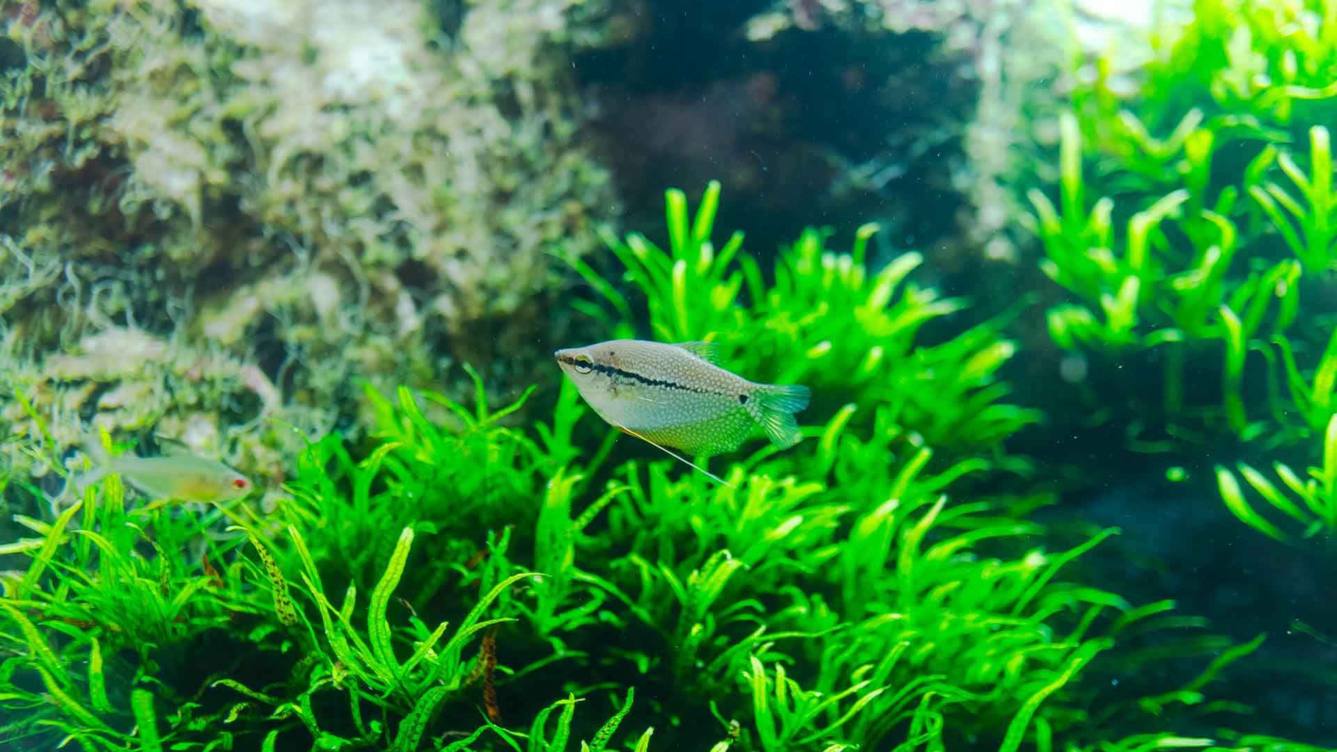 Pearl gourami Poema del Mar Aquarium Gran Canaria