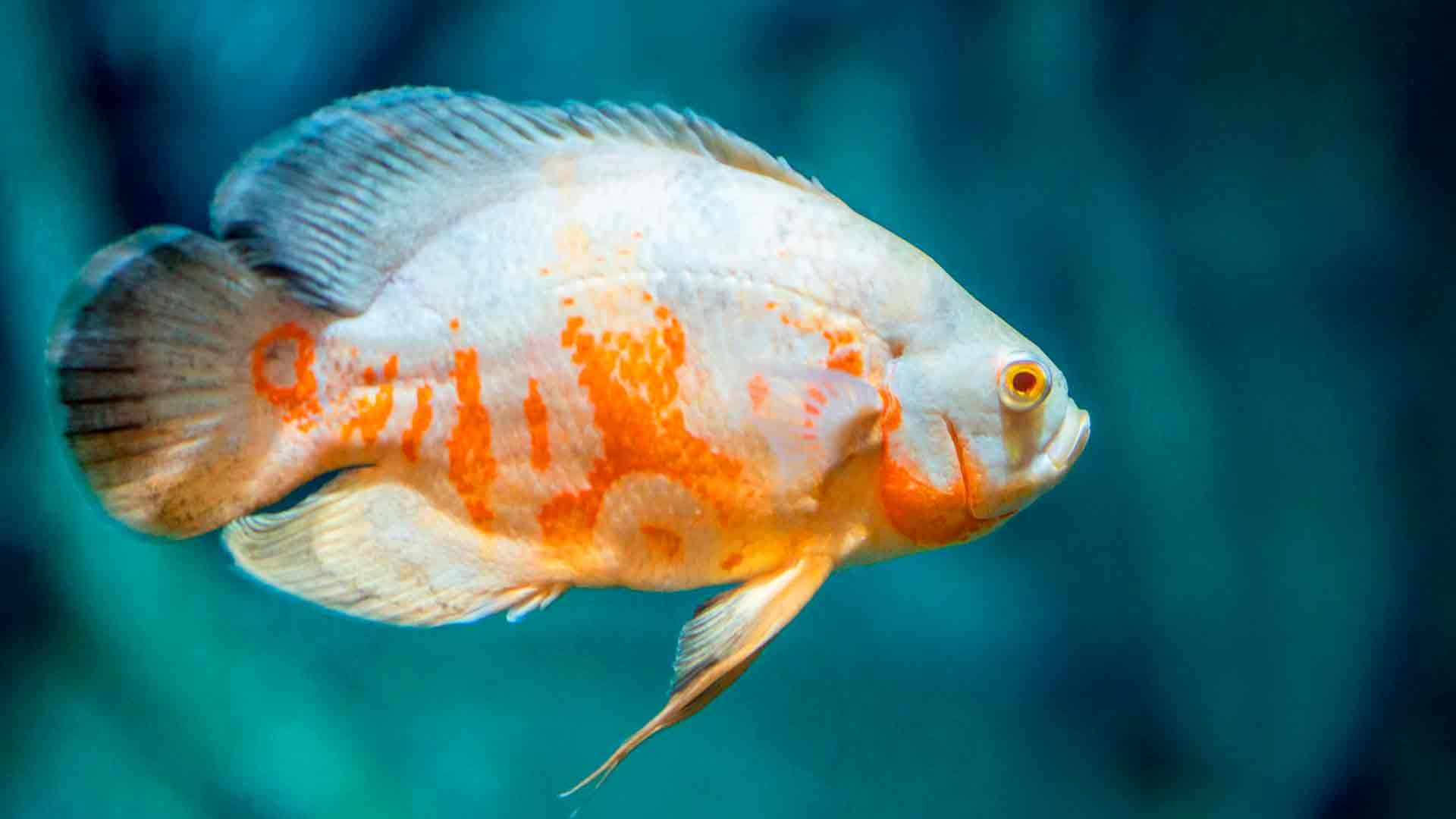 Marble Cichlid