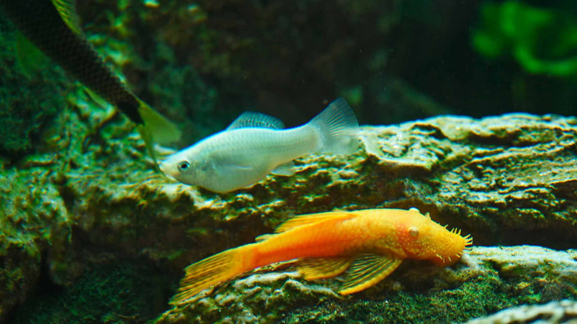 Bristlenose Pleco