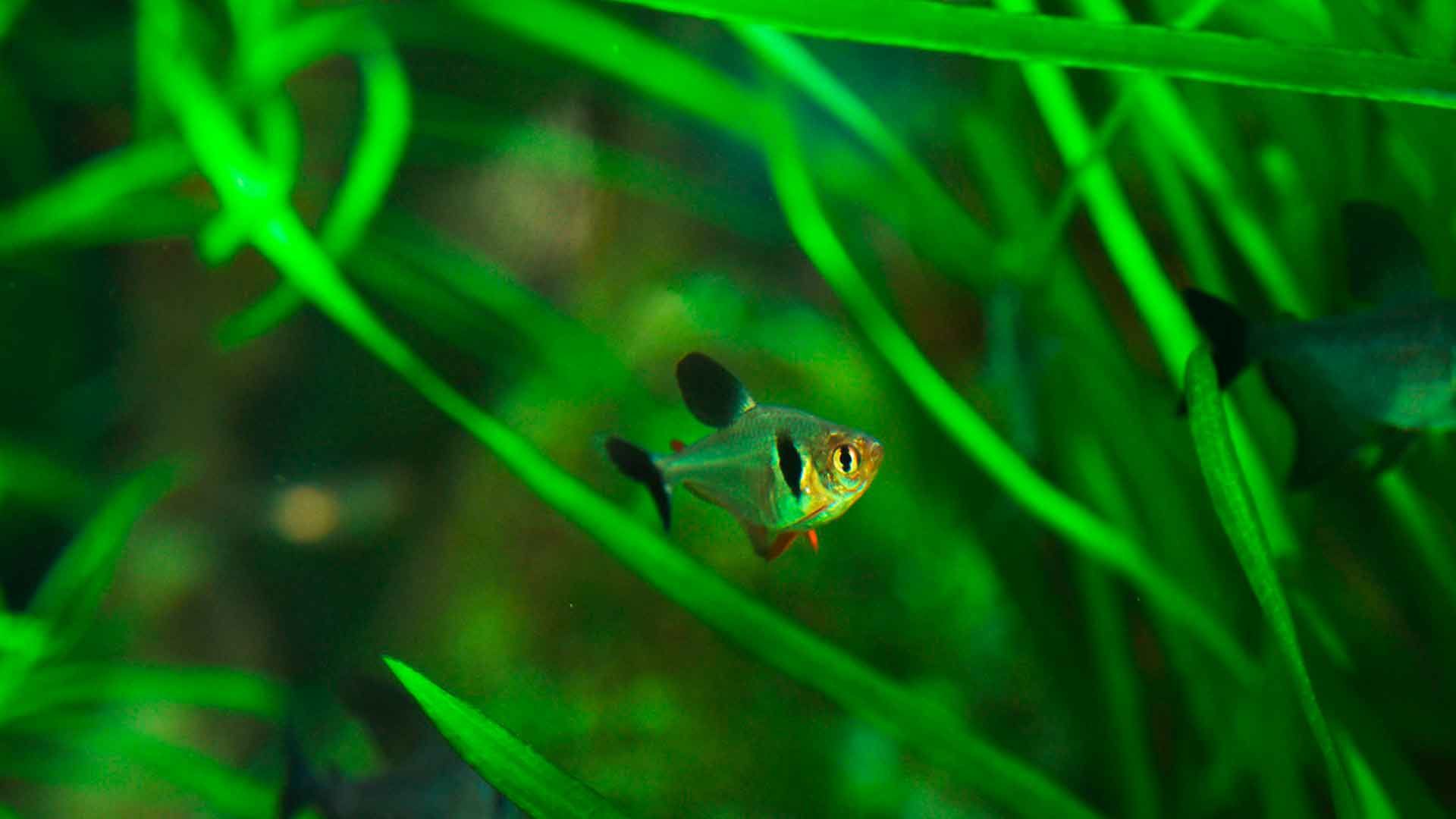 Tetra Fantasma Negro