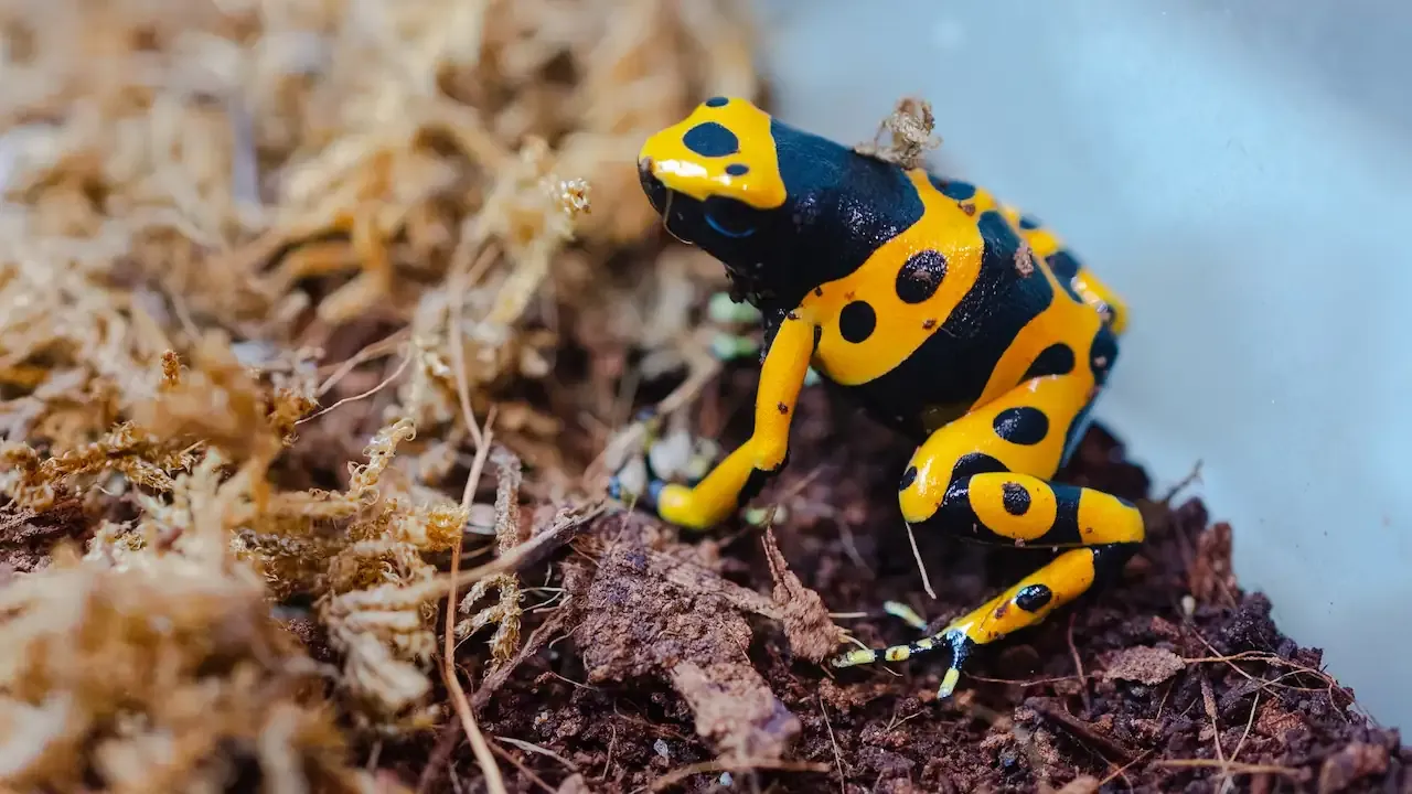 Side view Yellow-banded Poison Frog left