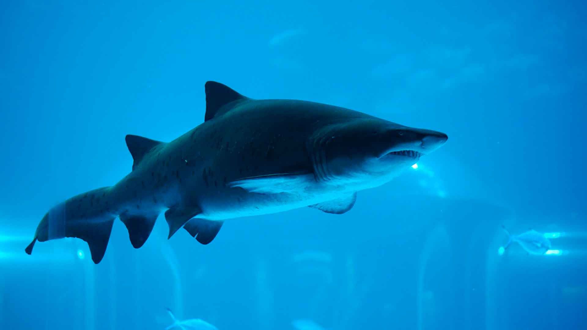 Sand Tiger Shark