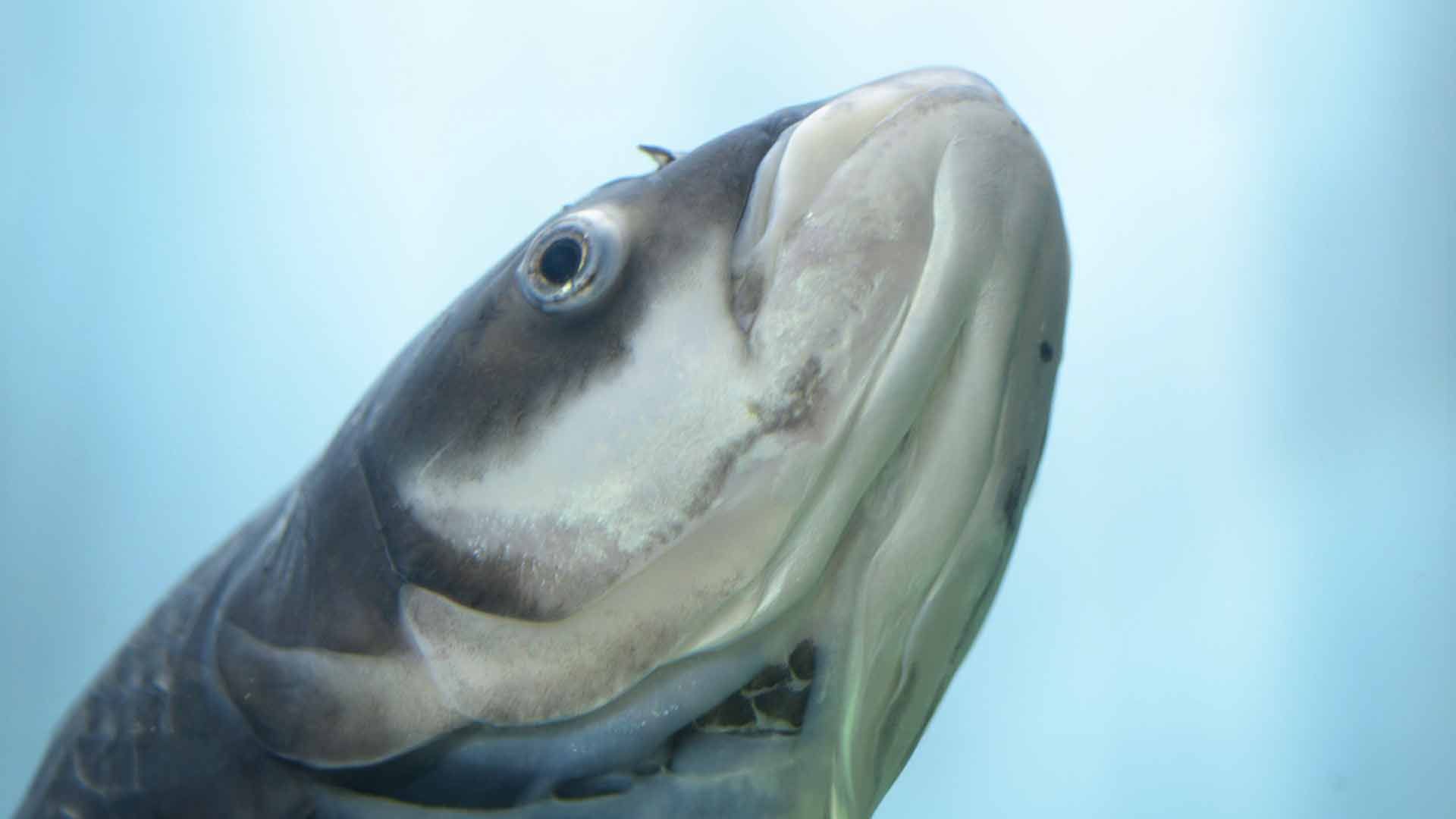 Siamese Giant Carps