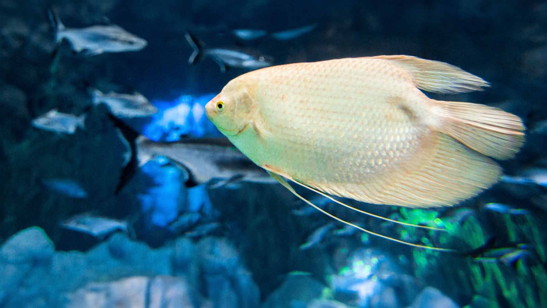 Giant Gourami