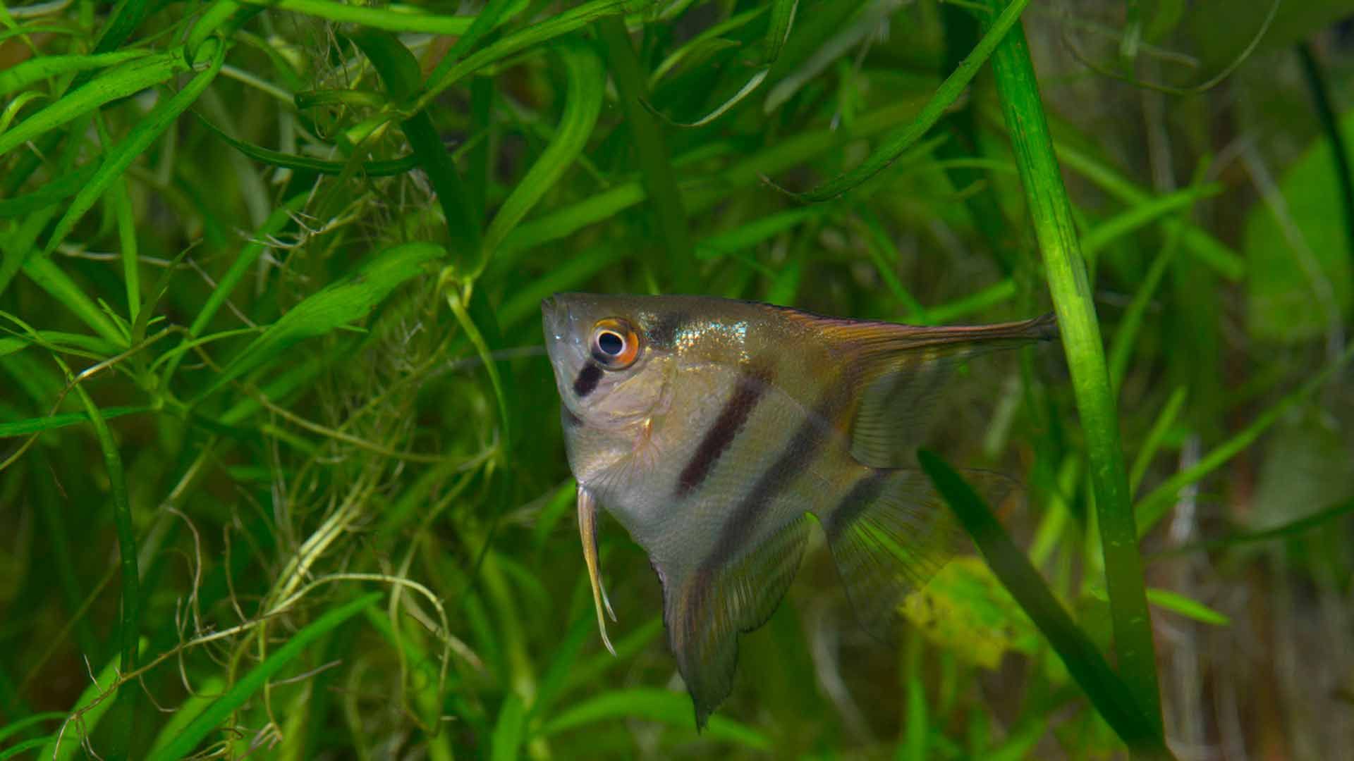 Angelfish