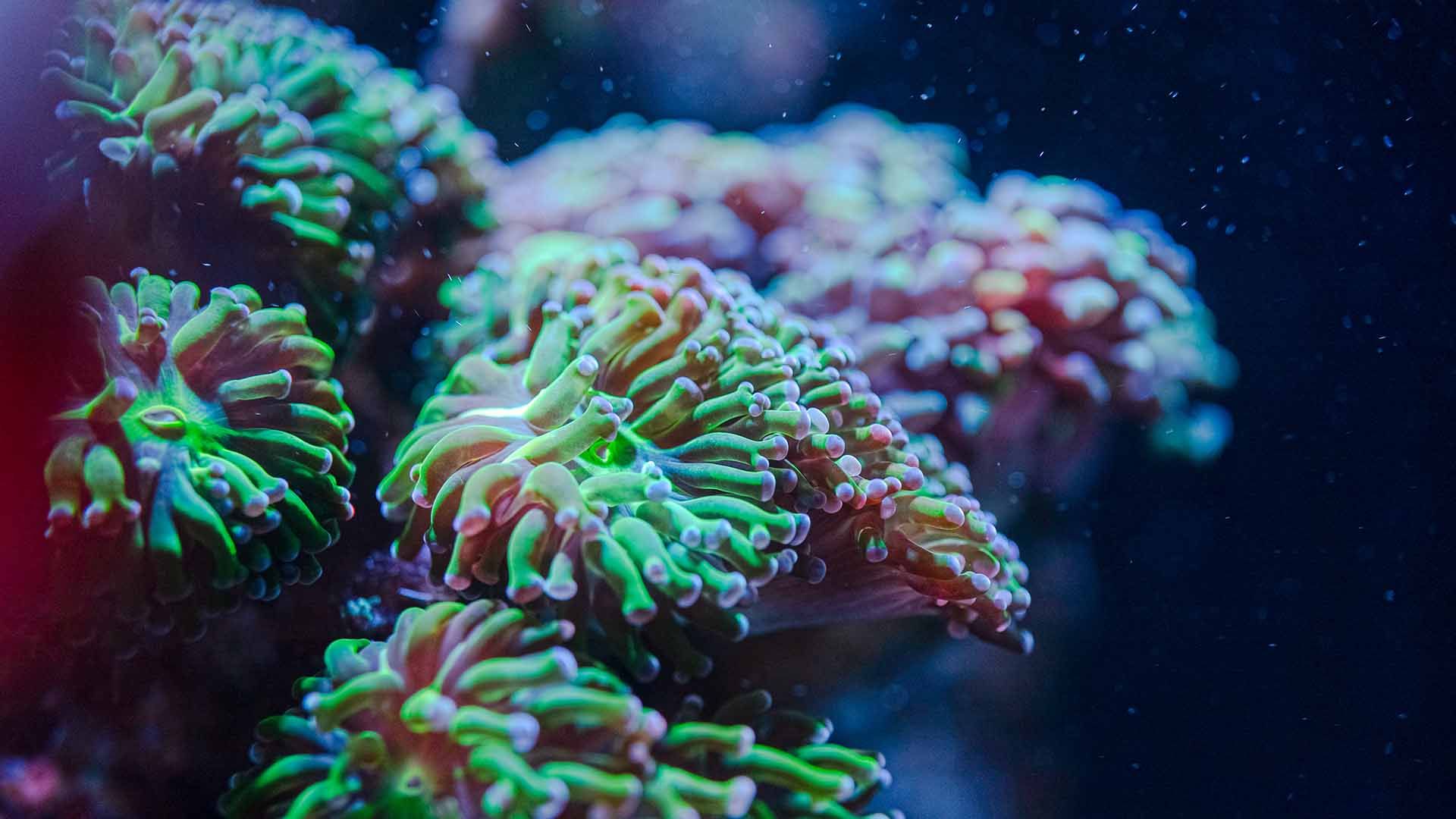 Hammer coral Poema Del Mar Aquarium Gran Canaria