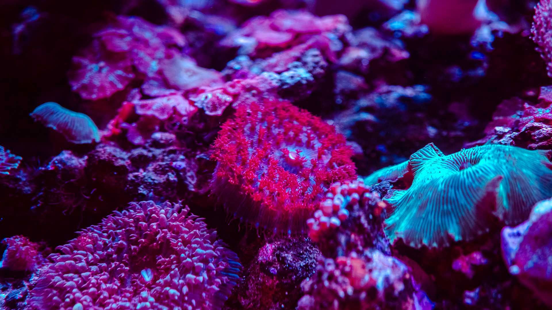 Warty Corallimorph Poema Del Mar Aquarium Gran Canaria