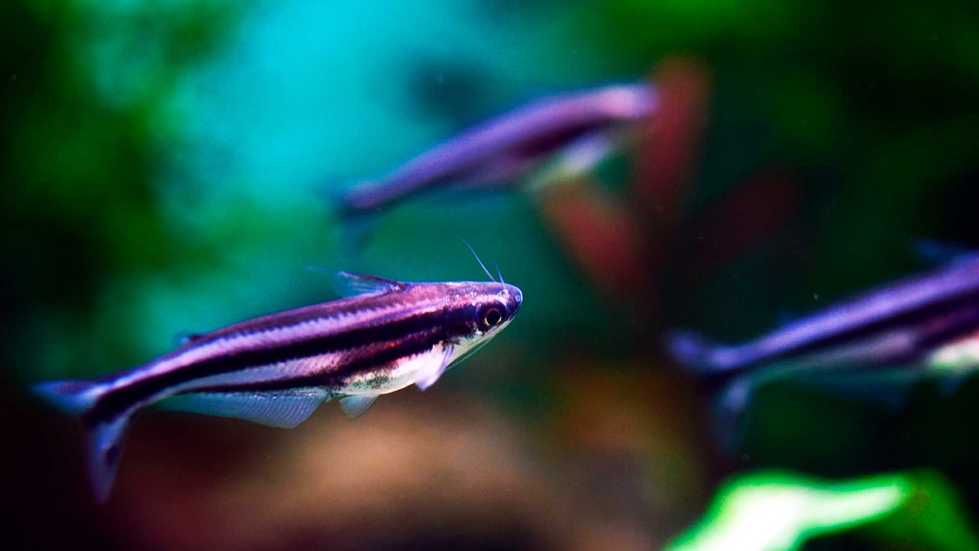 Striped Raphael Catfish