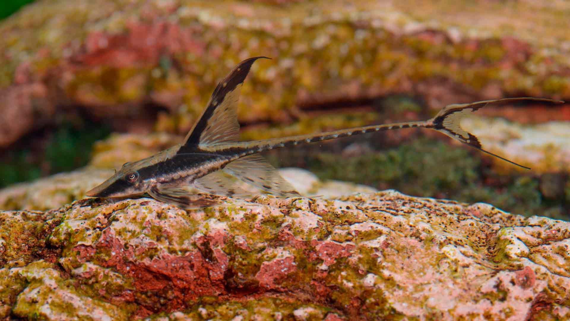 Twig Catfish