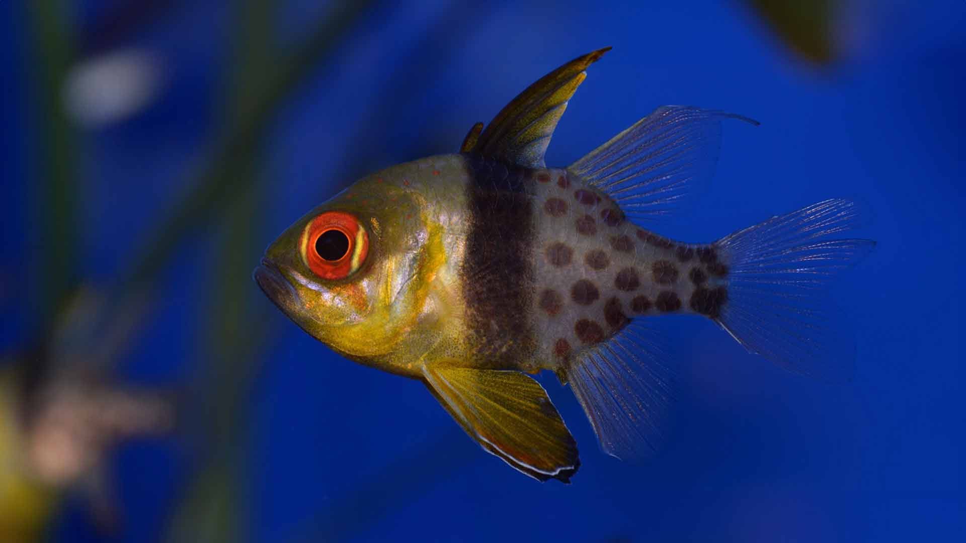 Cardenal Moteado Poema Del Mar Acuario Gran Canaria