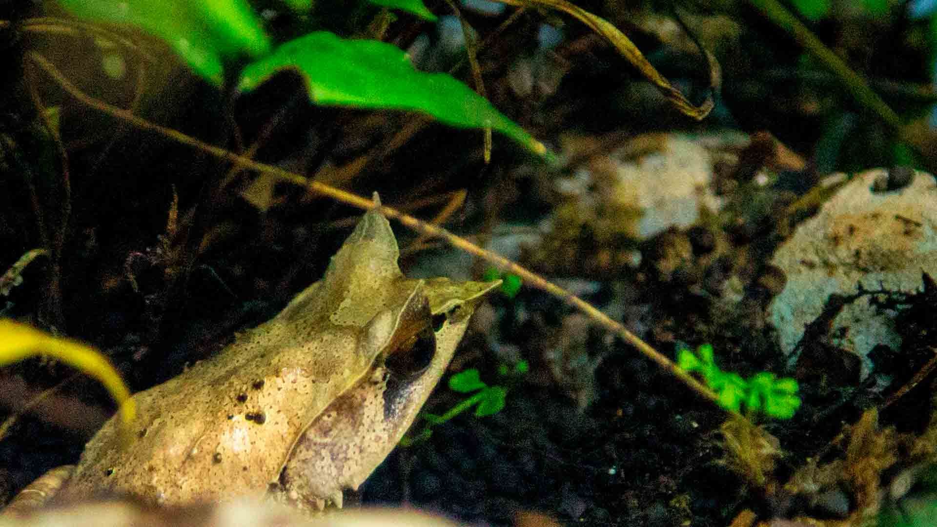 Malaysian Horned Frog