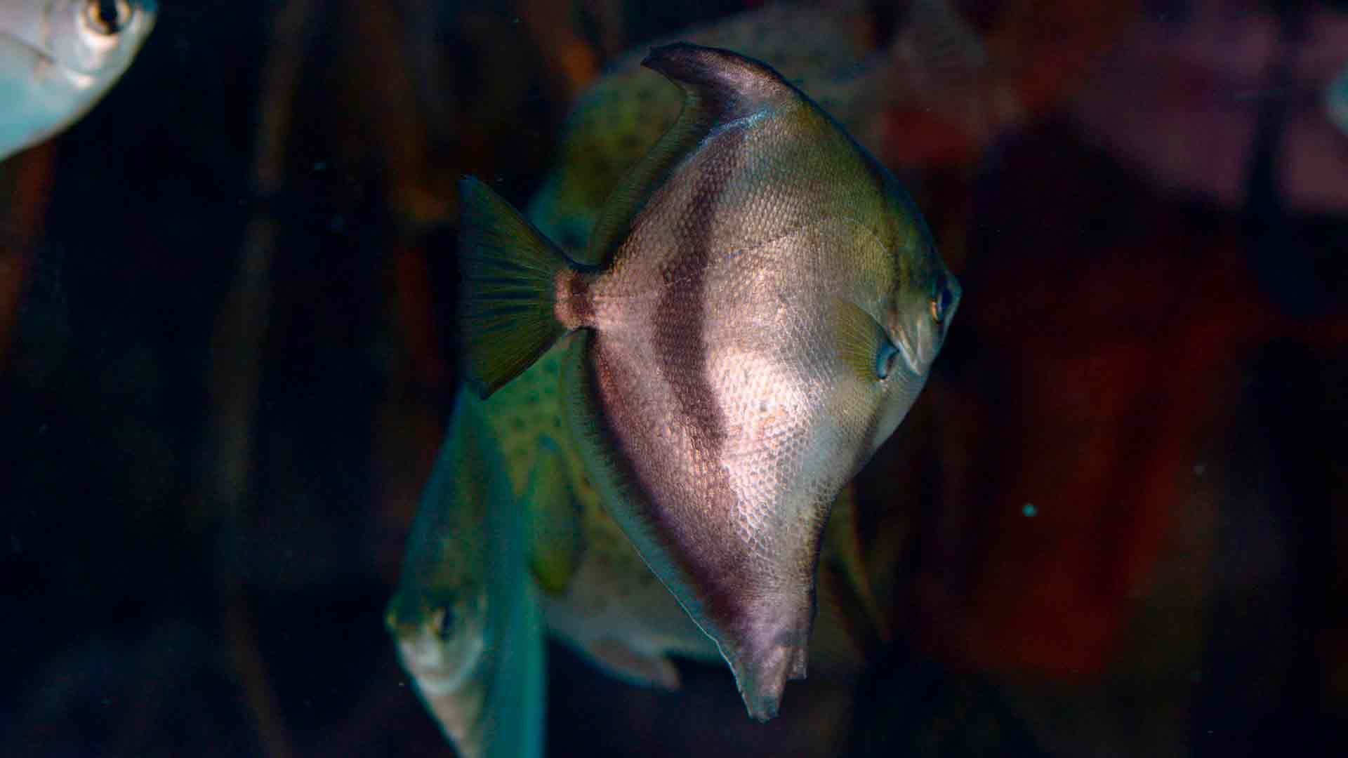 African Moonfish