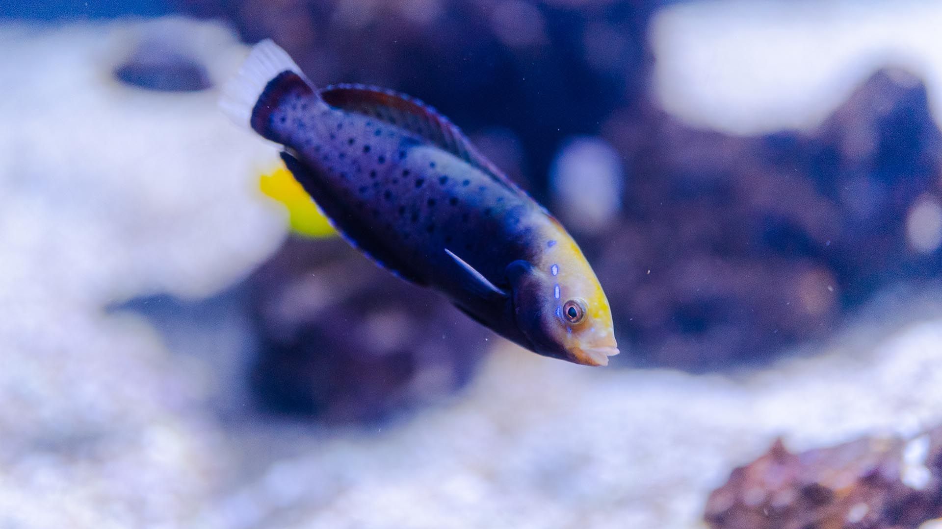 Doncella reina Poema Del Mar Acuario Gran Canaria