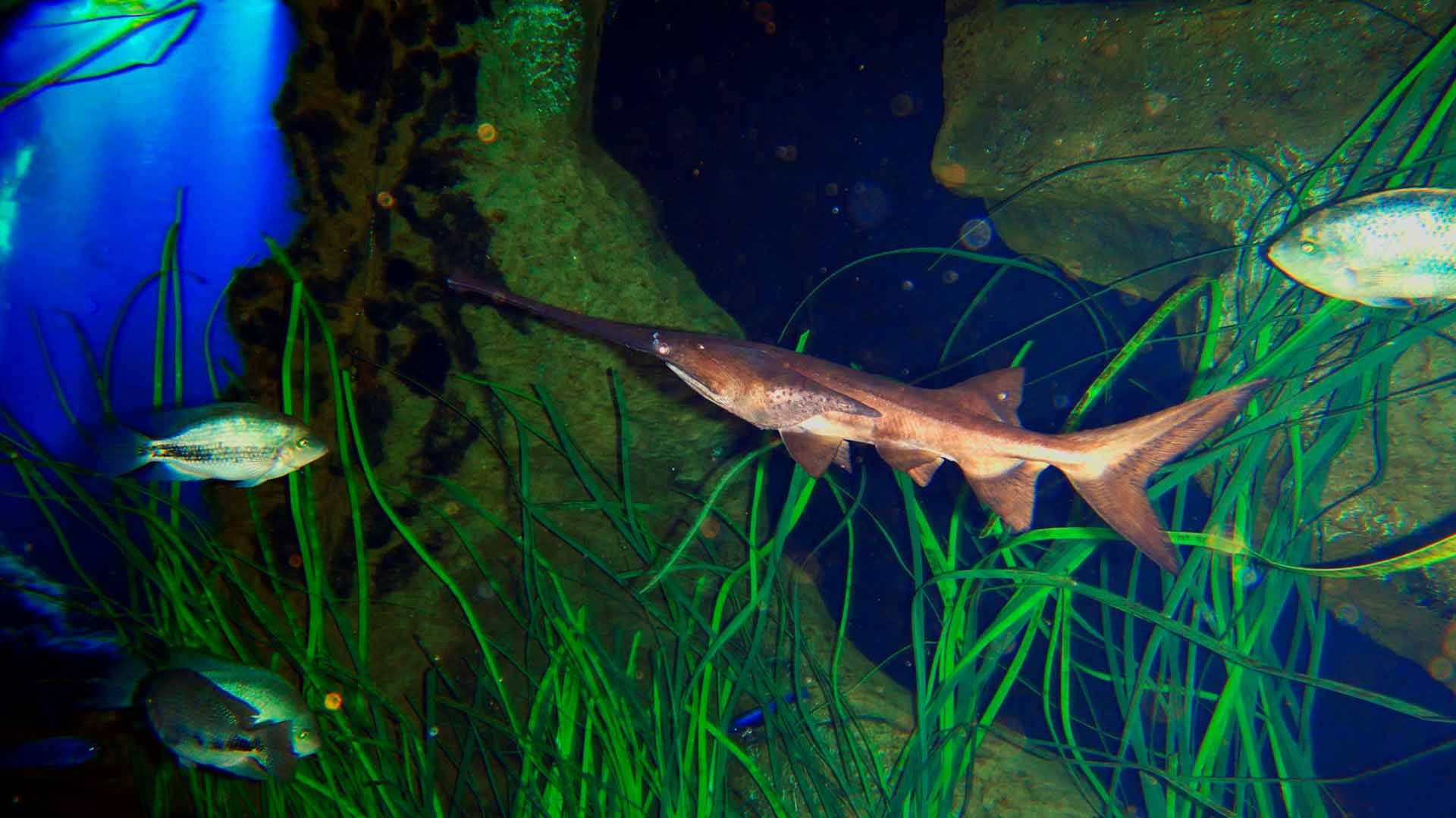 American Paddlefish