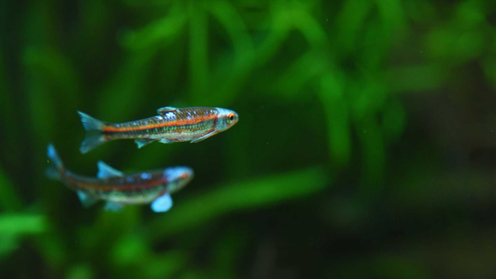 Barbo Arcoiris