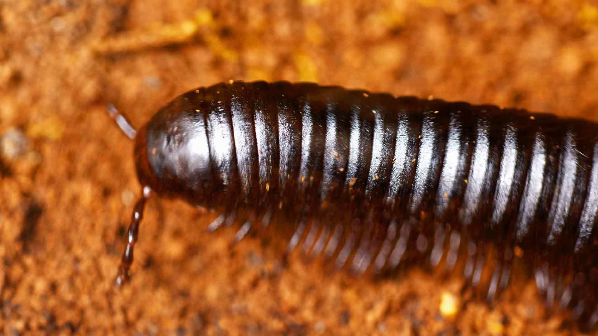 Giant African Millipede