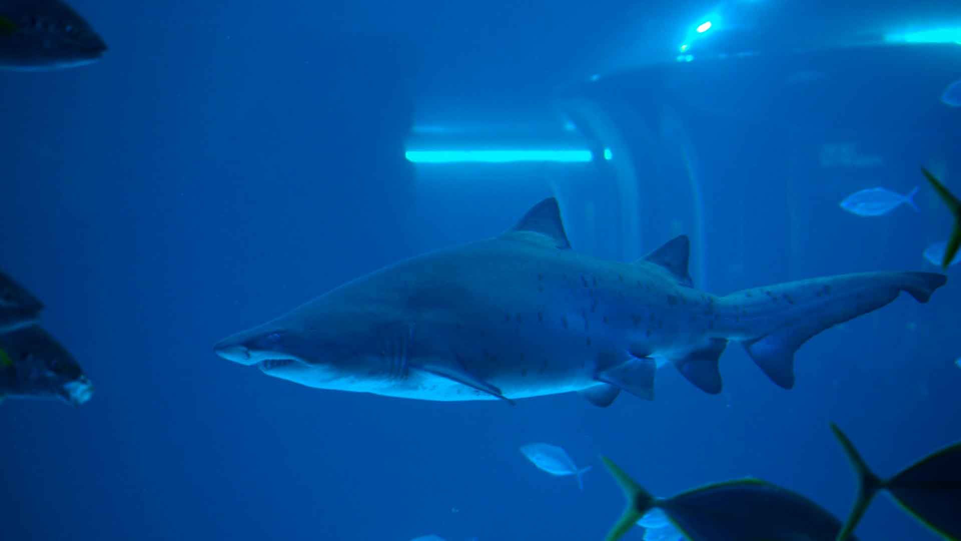 Sand Tiger Shark