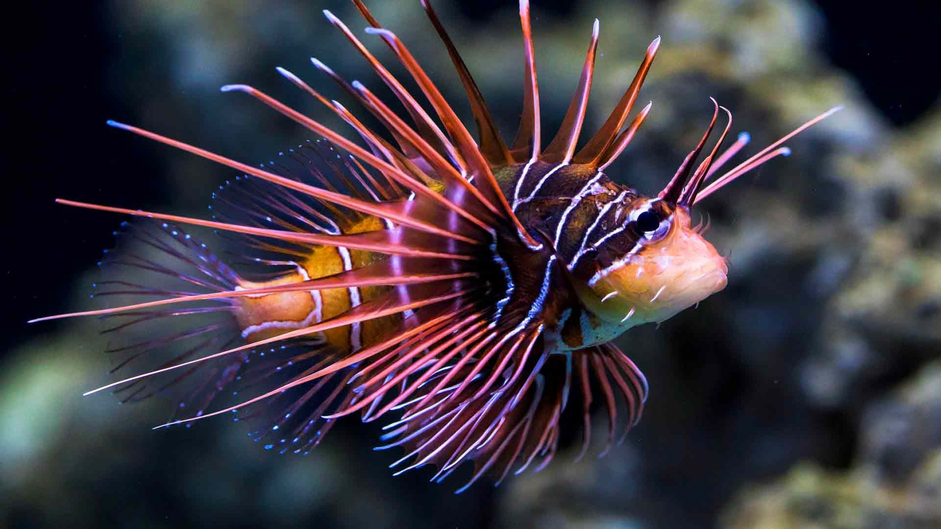 Lionfish