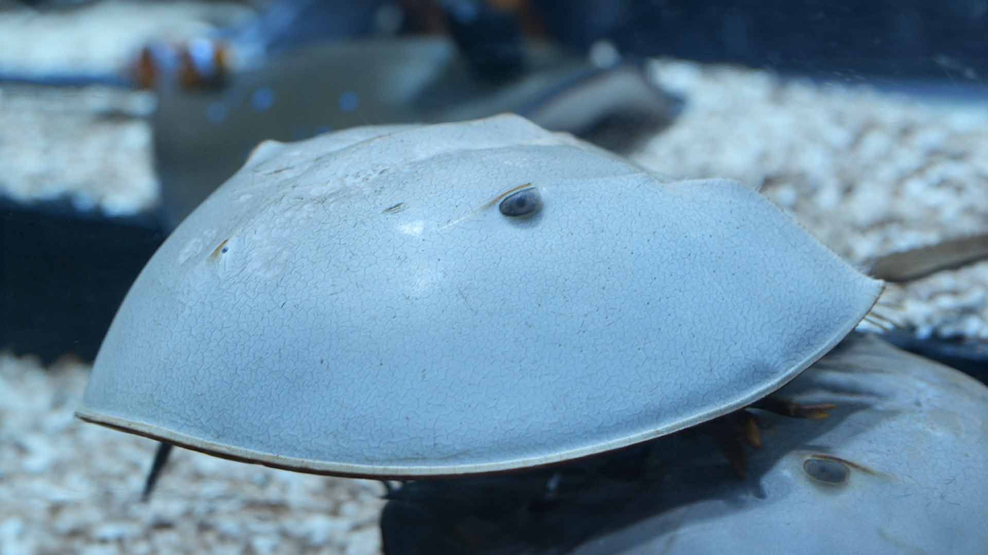 Horseshoe Crab