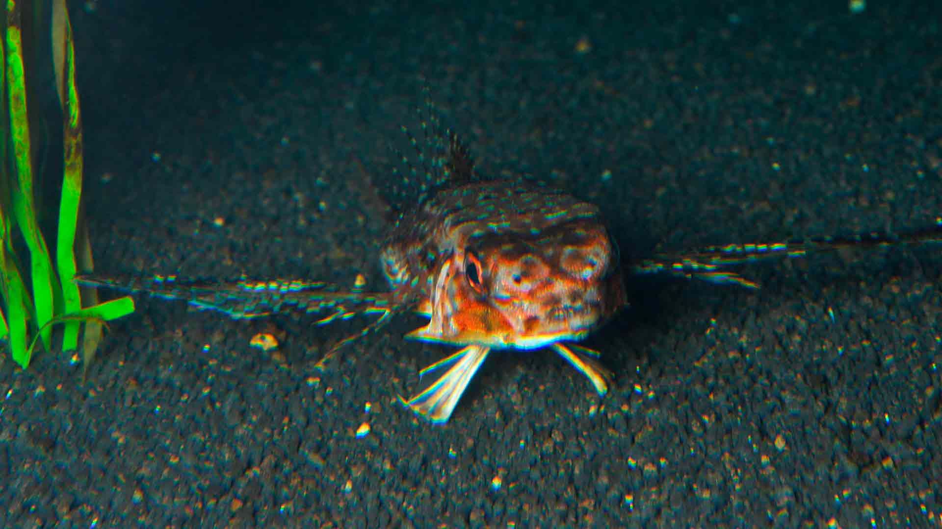 Flying Gurnard