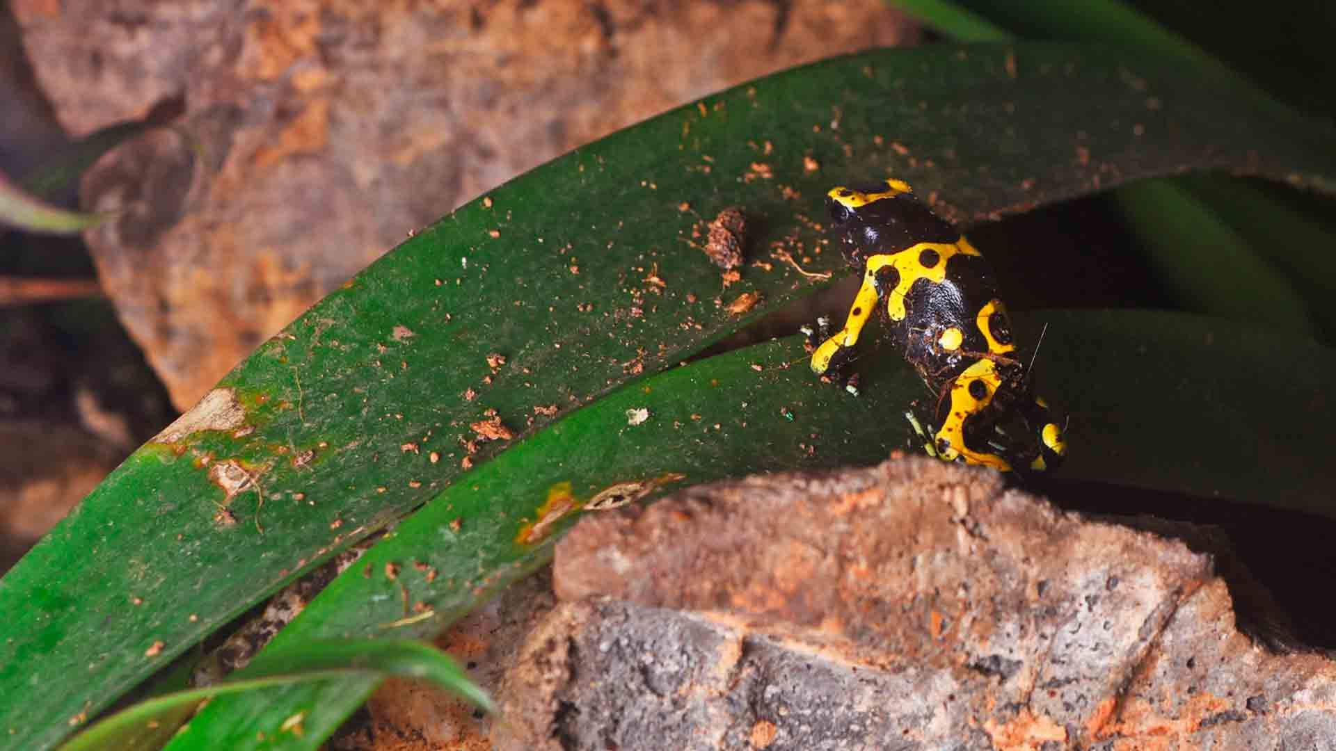 Yellow Banded Poison Dart Frog