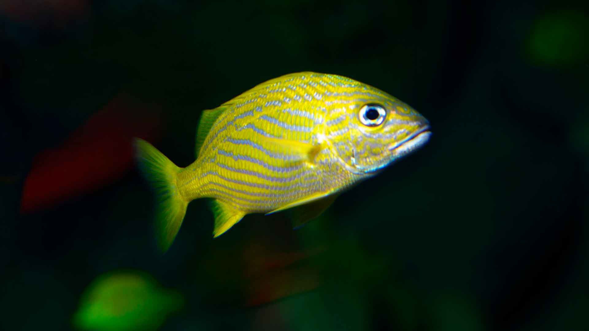 French Grunt Poema Del Mar Aquarium Gran Canaria