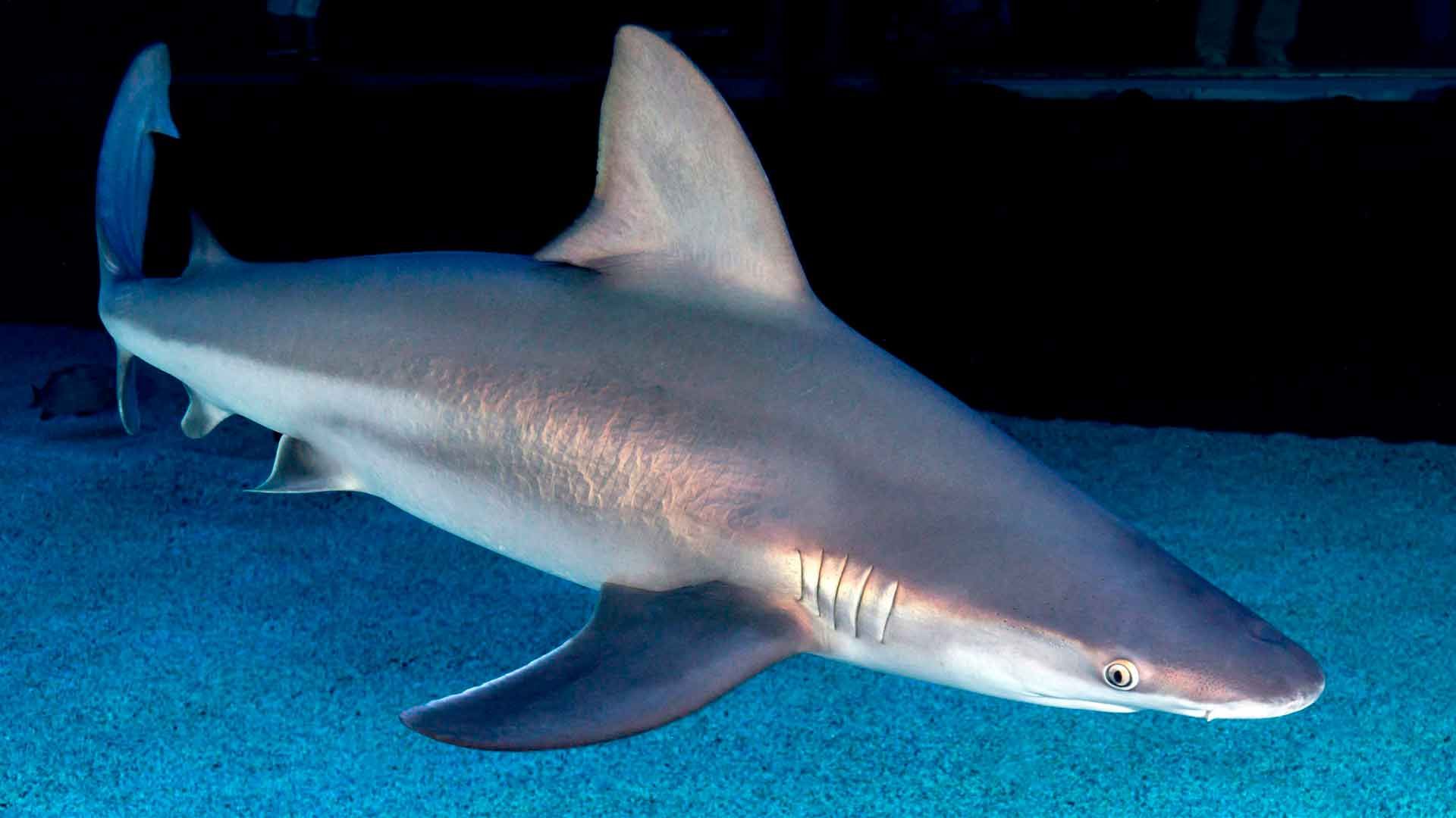 Bull Shark